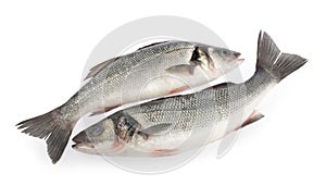 Seabass fish  on white background