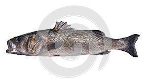 Seabass robalo fish wild big size