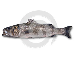 Seabass robalo fish wild big size photo