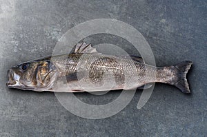 Seabass robalo fish wild big size photo