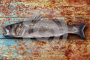 Seabass robalo fish wild big size photo
