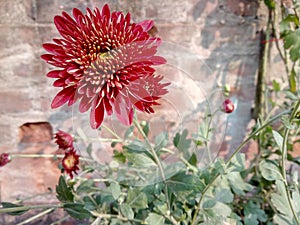 Seabate flower  morning in the home garden seen very nice photo