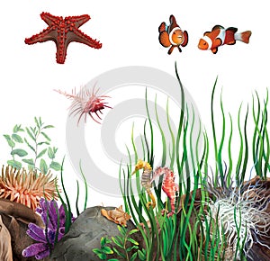 Seabed. Sea star, clown fish, sea horses,shells.