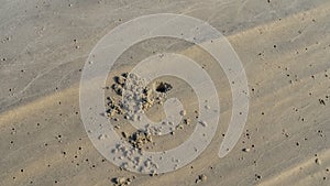 On the seabed exposed at low tide, minks dug by crabs are visible.