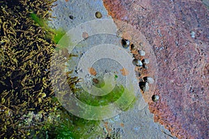 Seabed at low tide with seaweed and shells