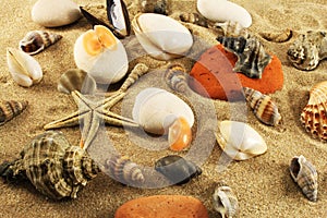 Seabed, sand, seashells photo