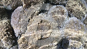 seabed surface of Elba Island