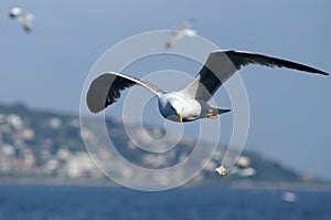 Seabird photo