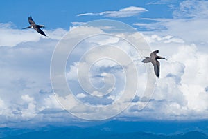 Seabird photo