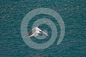 Seabird carrying fish photo