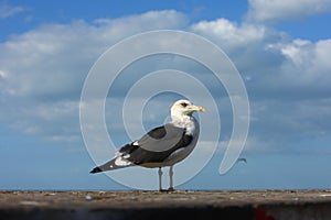 The seabird closeup shot