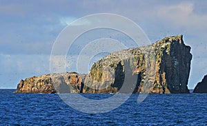 Seabird colony at the Bounty Islands, Subantarctic Islands