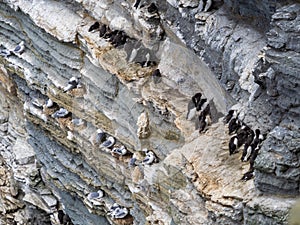 Seabird colony with common guillemots and northern fulmars at Marwick Head RSPB reserve, Mainland, Orkney, Scotland