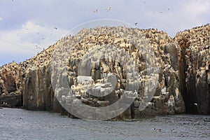 Seabird colony on offshore rocks