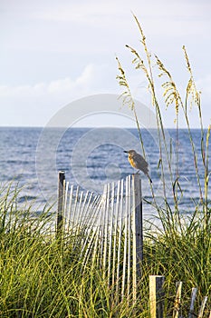 Seabird on Fence photo