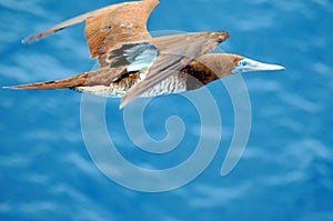 Seabird flying over the calm ocean.