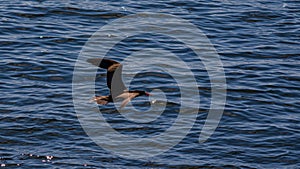 Seabird flying in the sea from Guanabara Bay, Rio de Janeiro, Brazil photo