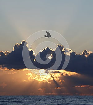 Seabird flying at sunset