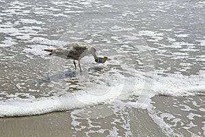 Seabird helps heal the bay