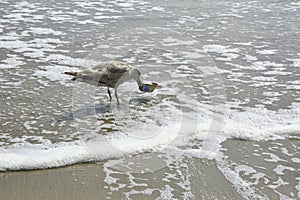 Seabird helps heal the bay photo