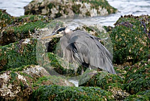 Seabird with Long Beak