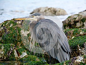 Seabird with Long Beak