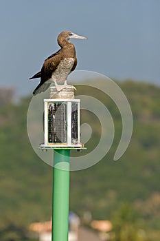 Seabird on maritime buoy