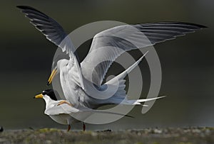 Seabird matting on the shore