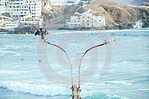 Seabird perching on a lamp post overlooking ocean waves