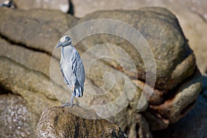 Seabird on rock