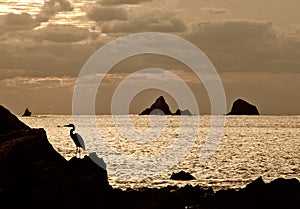 Seabird on rock next to ocean photo