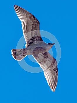 Seabird in Sky