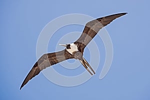 Seabird soaring in the sky photo