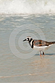 Seabird in the surf