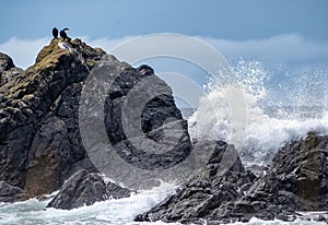 Seabird turns neck to watch crashing ocean wave