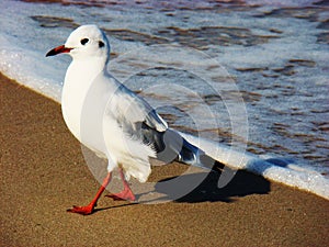 Seabird walking on the sand