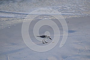 A seabird walks along the coast of the ocean