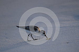 A seabird walks along the coast of the ocean