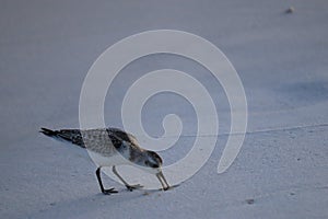 A seabird walks along the coast of the ocean