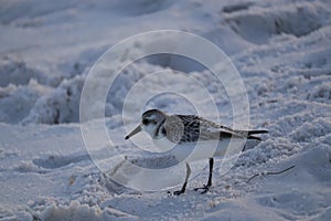 A seabird walks along the coast of the ocean