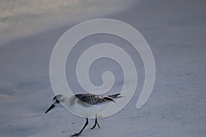 A seabird walks along the coast of the ocean