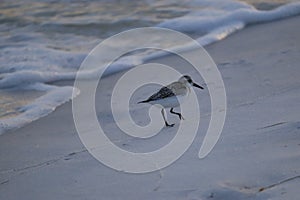 A seabird walks along the coast of the ocean