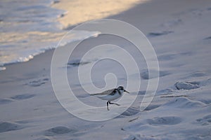 A seabird walks along the coast of the ocean