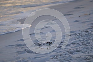 A seabird walks along the coast of the ocean