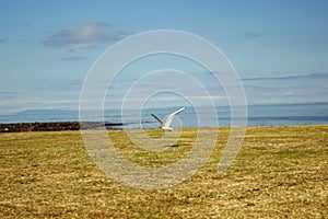 Seabirds on Chaine Memorial Tower