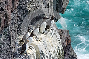 Seabirds on a cliff in Iceland