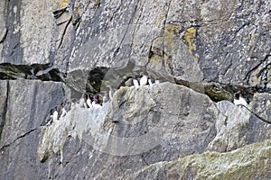 Seabirds on cliff ledge