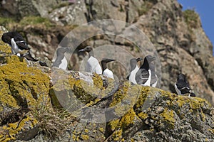 Seabirds on the cliffs of Skomer Island