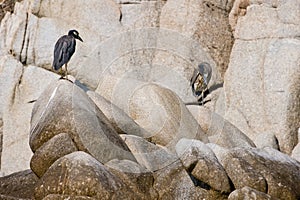 Seabirds on coastal boulders