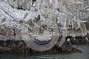 Seabirds on coastal cliffs